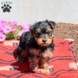 Charlie, Yorkie Puppy