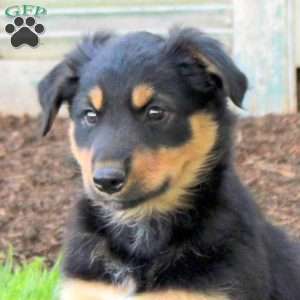 Charlie, English Shepherd Puppy