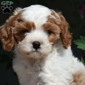 Charlie, Cavapoo Puppy