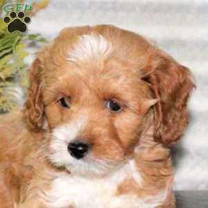 Charlie, Mini Goldendoodle Puppy