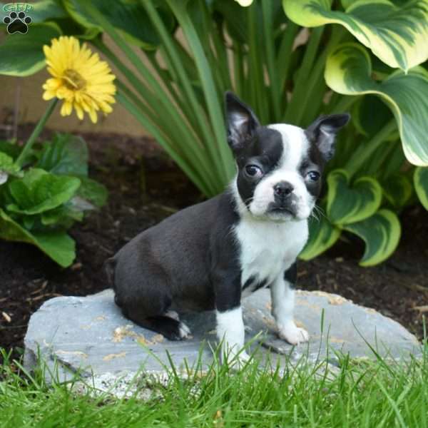 Charlotte, Boston Terrier Puppy