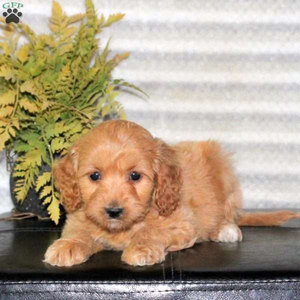 Charlotte, Mini Goldendoodle Puppy