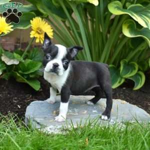 Charlotte, Boston Terrier Puppy