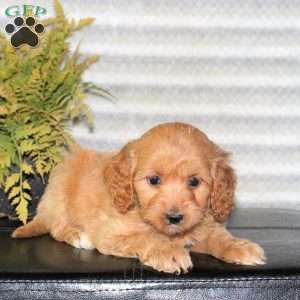 Charlotte, Mini Goldendoodle Puppy