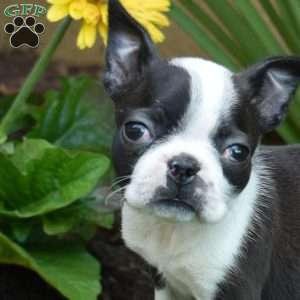 Charlotte, Boston Terrier Puppy