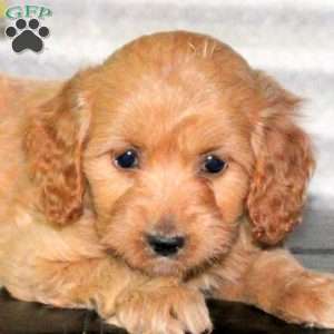 Charlotte, Mini Goldendoodle Puppy