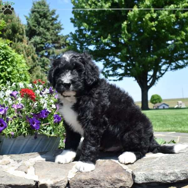 Chase, Bernedoodle Puppy