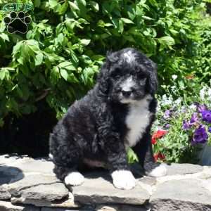 Chase, Bernedoodle Puppy