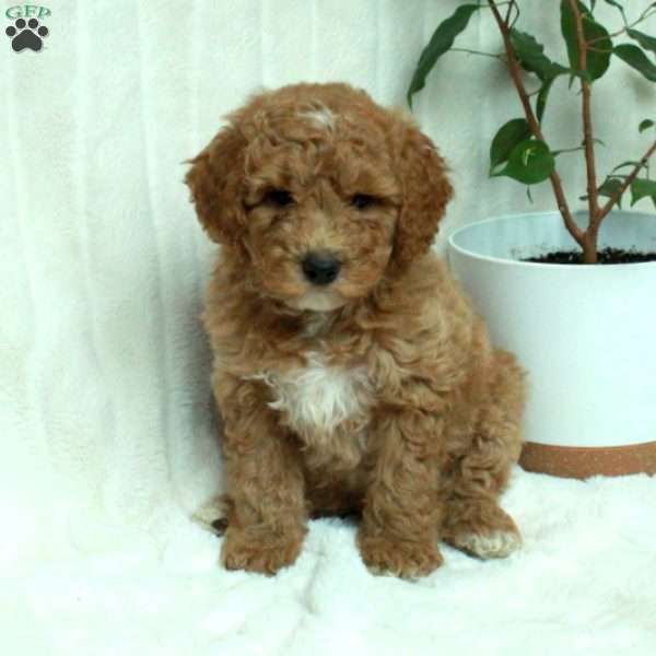 Chase, Mini Goldendoodle Puppy