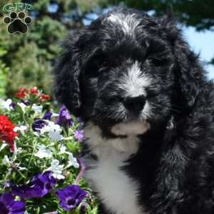 Chase, Bernedoodle Puppy