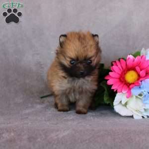 Cheddar, Pomeranian Puppy
