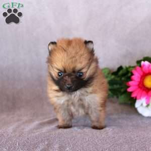 Cheddar, Pomeranian Puppy