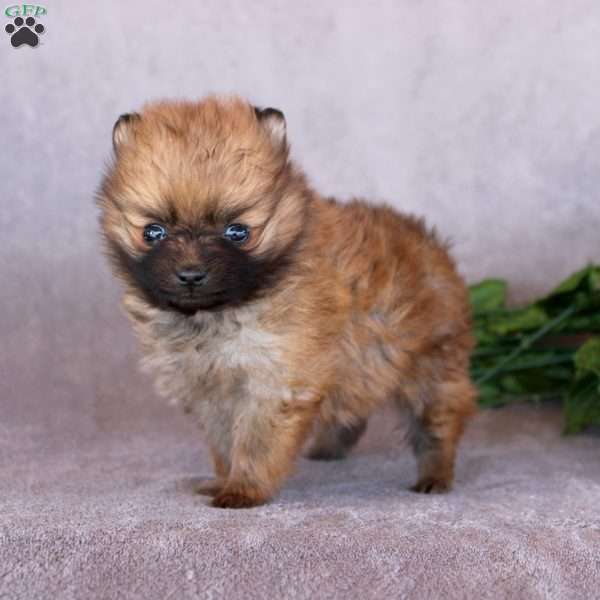 Cheddar, Pomeranian Puppy