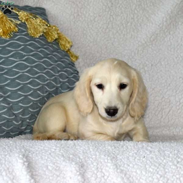 Cheerio, Dachshund Puppy