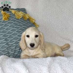 Cheerio, Dachshund Puppy