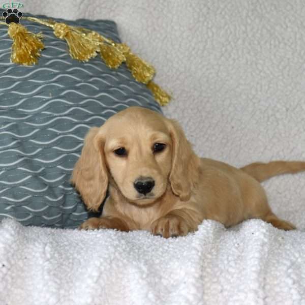 Chex, Dachshund Puppy