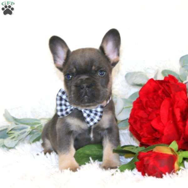 Chief, French Bulldog Puppy