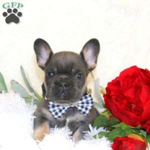 Chief, French Bulldog Puppy