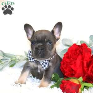 Chief, French Bulldog Puppy