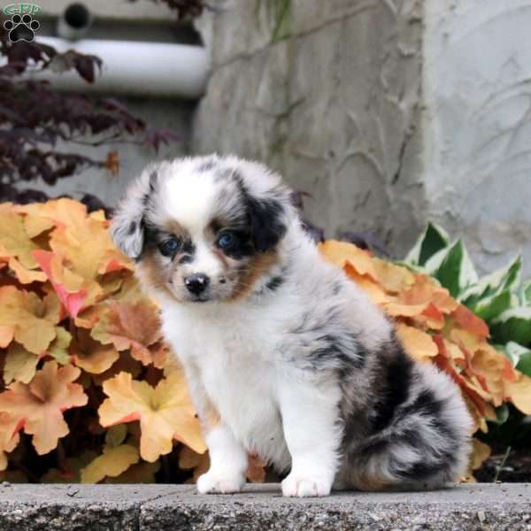 Chili, Miniature Australian Shepherd Puppy