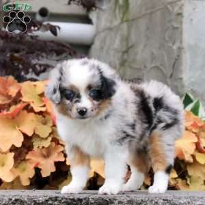Chili, Miniature Australian Shepherd Puppy