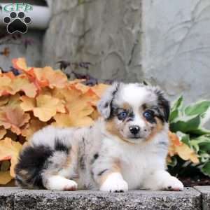 Chili, Miniature Australian Shepherd Puppy