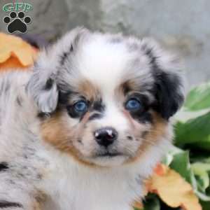 Chili, Miniature Australian Shepherd Puppy