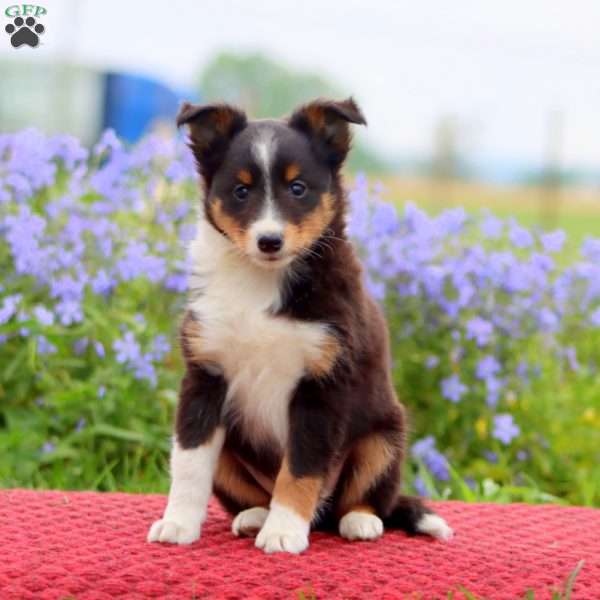 Chip, Sheltie Puppy