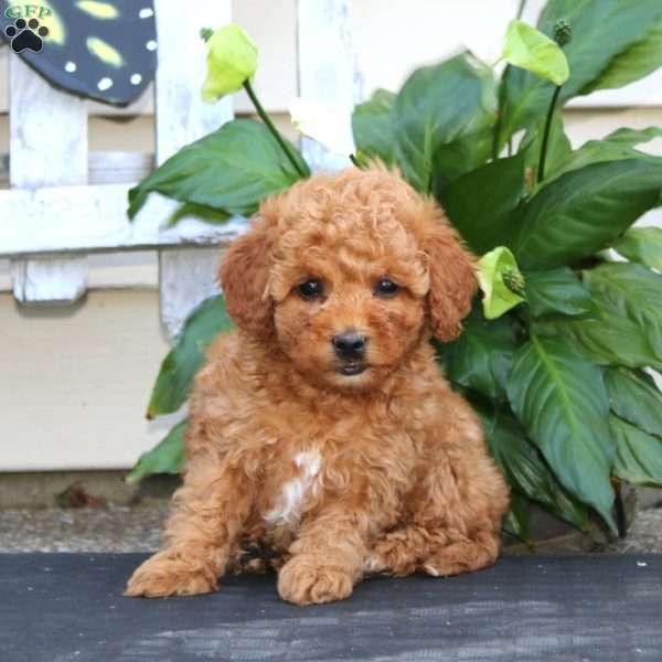 Chip, Bich-Poo Puppy
