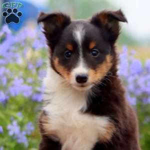 Chip, Sheltie Puppy