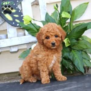 Chip, Bich-Poo Puppy