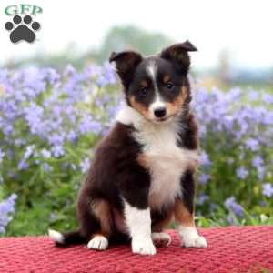 Chip, Sheltie Puppy
