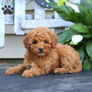 Chip, Bich-Poo Puppy