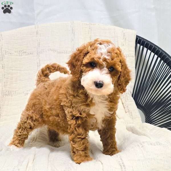 Chloe, Bich-Poo Puppy