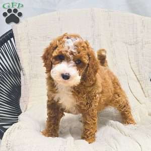 Chloe, Bich-Poo Puppy
