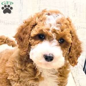 Chloe, Bich-Poo Puppy
