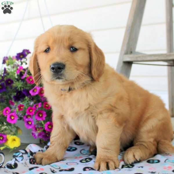 Chuck, Golden Retriever Puppy