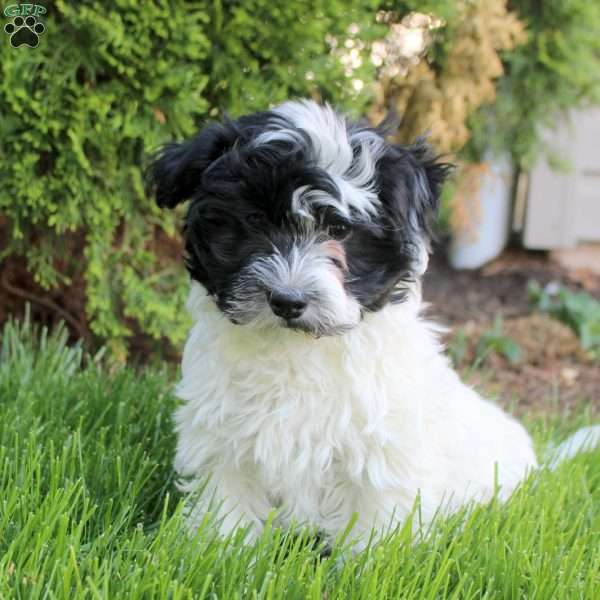 Chuck, Havanese Puppy