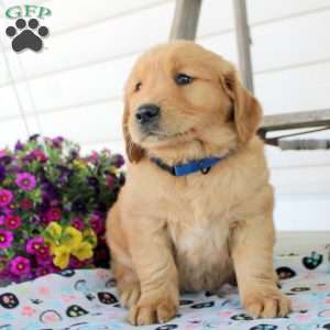 Chuck, Golden Retriever Puppy