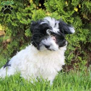 Chuck, Havanese Puppy