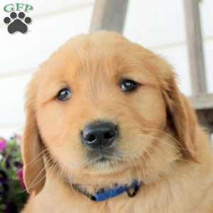 Chuck, Golden Retriever Puppy