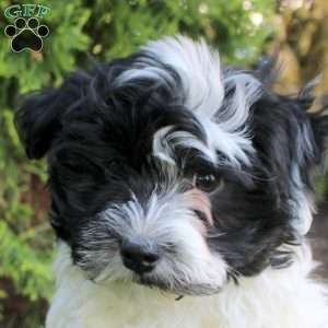 Chuck, Havanese Puppy