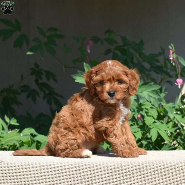 Cinnamon, Cavapoo Puppy