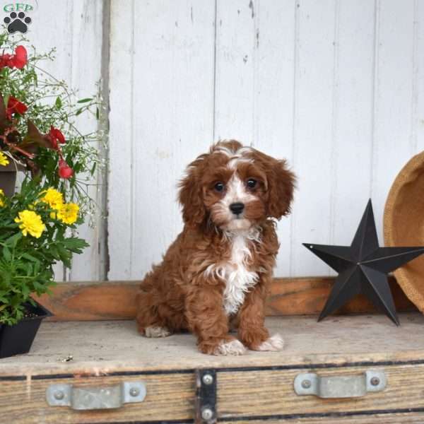 Cinnamon, Cavapoo Puppy