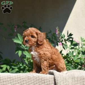 Cinnamon, Cavapoo Puppy