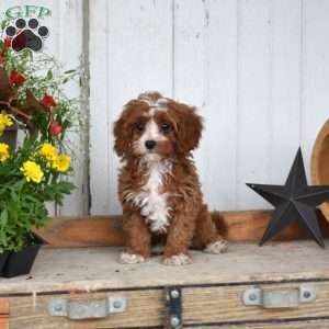 Cinnamon, Cavapoo Puppy
