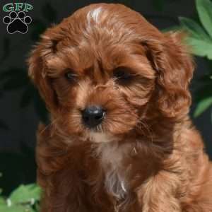Cinnamon, Cavapoo Puppy