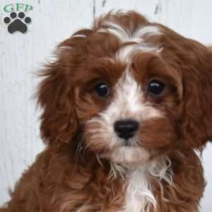 Cinnamon, Cavapoo Puppy