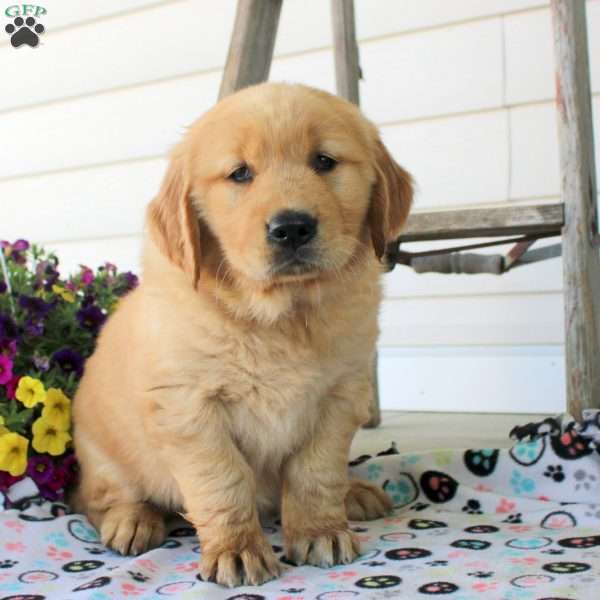 Clair, Golden Retriever Puppy