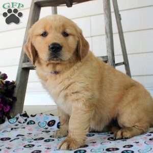 Clair, Golden Retriever Puppy